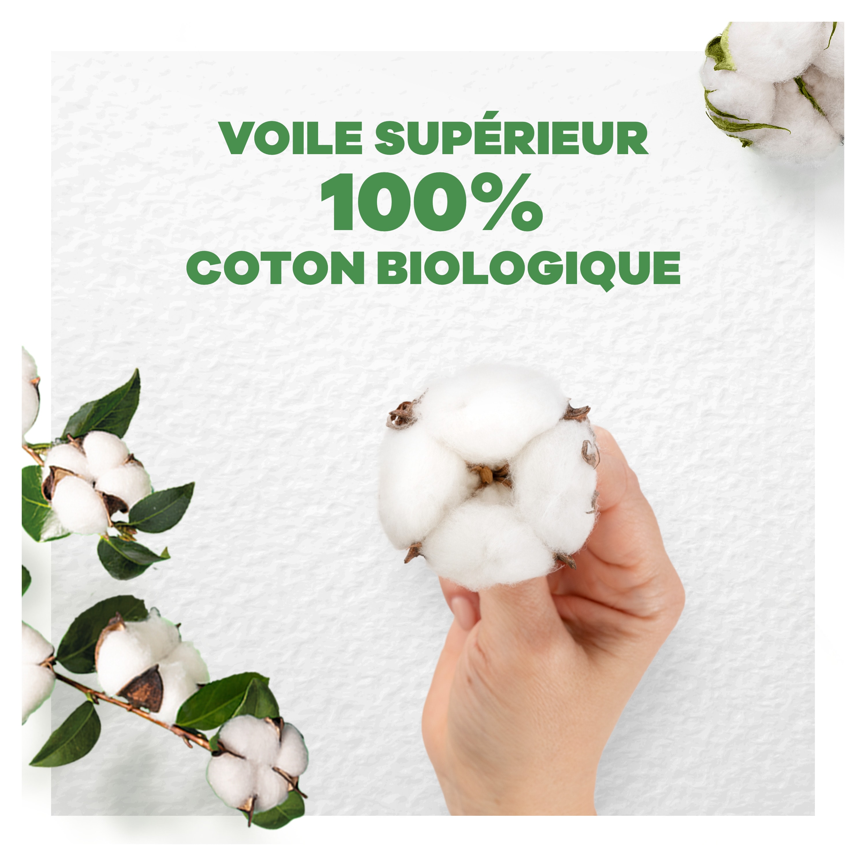 Le coton dans la main. Voile supérieure consistent 100% de coton biologique