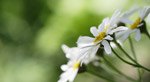 La-camomille-une-herbe-aux-multiples-vertus