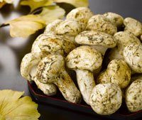 champignons