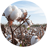 cotton icon 1