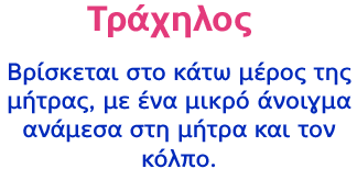 Τράχηλος