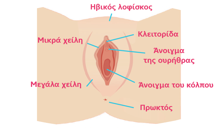 Το γυναικείο αναπαραγωγικό σύστημα
