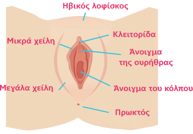 Το γυναικείο αναπαραγωγικό σύστημα