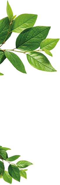 Lenor decor leaves
