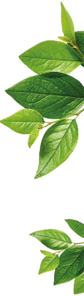 Lenor decor leaves