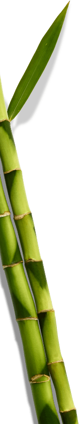 bamboo