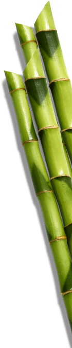 bamboo