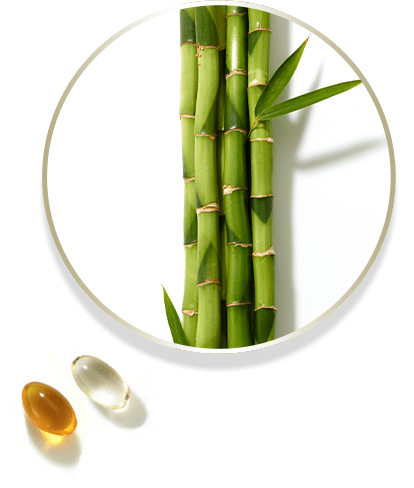 bamboo