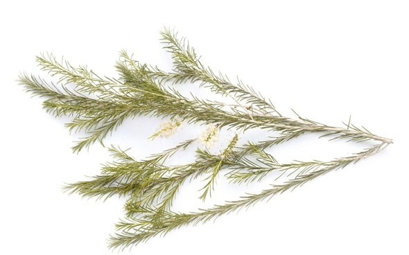 Çay ağacı