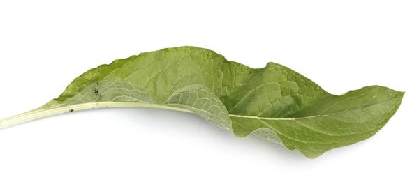 Karakafes otu